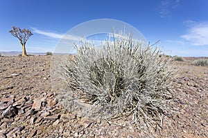 The quiver tree desert zone