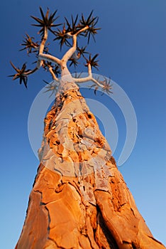 Quiver tree at Fish River Canyon at sunset, Namibia