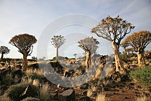 Quiver Tree Forest