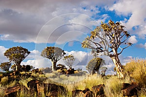 Quiver tree forest