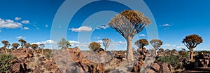 Quiver-tree forest (Aloe dichotoma)