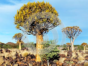 Quiver Tree Forest, Late Afternoon, Close to Keetmanshoop, Namibia