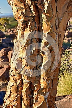 Quiver Tree Forest - Nambia
