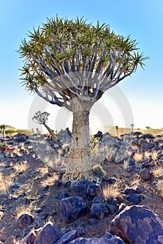 Quiver Tree Forest - Nambia