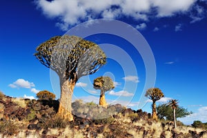 Quiver tree forest (Namibia)