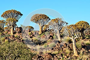 Quiver tree forest,Namibia