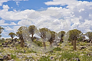 Namibia, quiver tree forest, Keetmanshoop, South Namibia