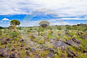 Quiver trees in Namibia