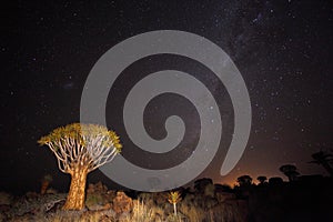 Quiver Tree Forest under the milky way