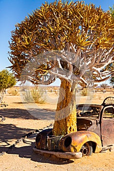 The quiver tree growing out of a car at Solitaire, Namibia