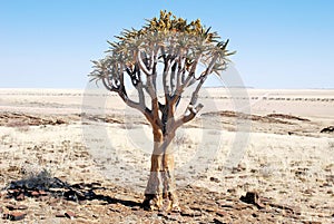 Quiver tree or kokerboom with flowers in dry desert