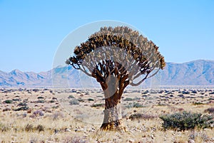 Quiver tree or kokerboom in Namibia