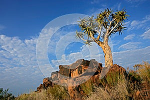 Quiver tree landscape