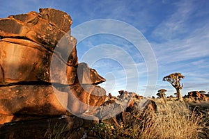 Quiver tree landscape