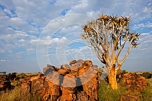 Quiver tree landscape, Namibia