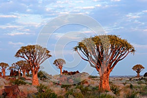 Quiver tree landscape, Namibia