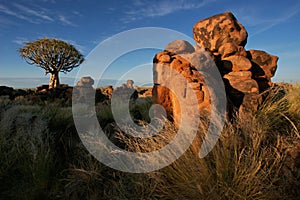 Quiver tree landscape, Namibia