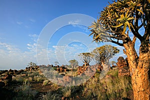 Quiver tree landscape, Namibia