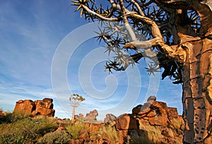 Quiver tree landscape, Namibia