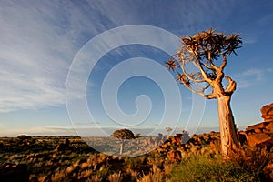 Quiver tree landscape, Namibia