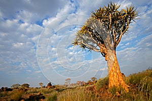 Quiver tree landscape, Namibia