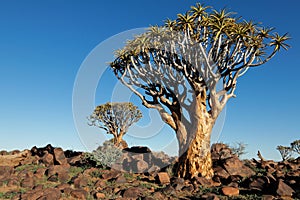 Scenic landscape with quiver trees against a clear blue sky, Namibia