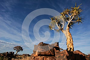 Quiver tree landscape, Namibia, southern Africa