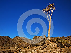 Quiver tree - Namaqualand