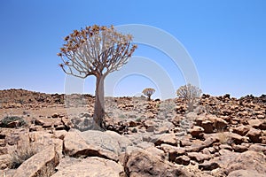 Quiver Tree, namibia