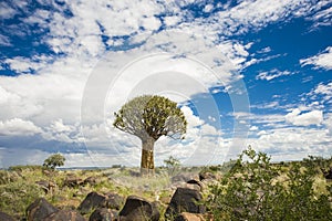 Quiver tree in Namibia