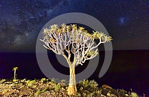 Quiver Tree - Namibia