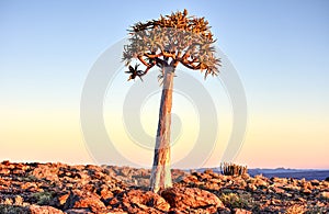 Quiver Tree - Namibia