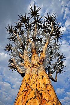 Quiver tree, Namibia, southern Africa