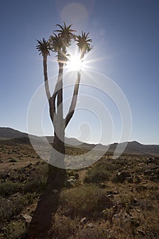 Quiver tree in the Richtersveld National Park, Sou