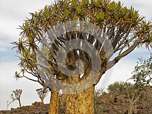 Quiver tree on rocks in a holiday resort close to Keetmanshoop in Namibia