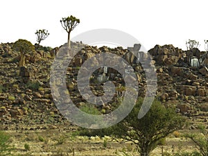 Quiver tree on rocks in a holiday resort close to Keetmanshoop in Namibia