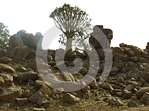 Quiver tree on rocks in a holiday resort close to Keetmanshoop in Namibia