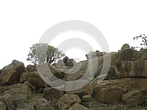 Quiver tree on rocks in a holiday resort close to Keetmanshoop in Namibia