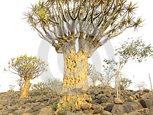 Quiver tree on rocks in a holiday resort close to Keetmanshoop in Namibia