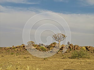 Quiver tree on rocks in a holiday resort close to Keetmanshoop in Namibia
