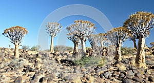 Quiver Tree and Rocky Landscape