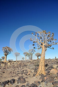 Quiver Tree and Rocky Landscape