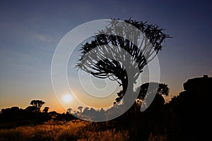 Quiver tree silhouette, Namibia