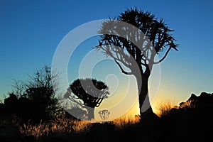 Quiver tree silhouette