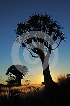 Quiver tree silhouette