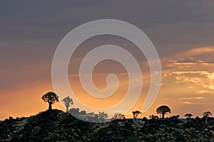 Quiver tree silhouettes, Namibia