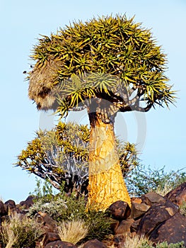 Quiver Tree with a Sociable Nest on a Rocky Hill, outside Keetmanshoop, Namibia photo