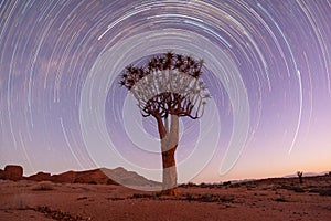 Quiver tree startrail