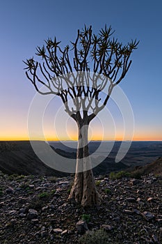 A Quiver tree at sunrise on the top of the Fish River Canyon