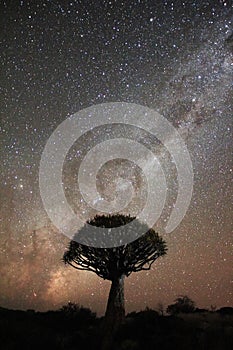 Quiver tree under the Milky Way